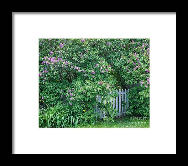 Spring Framed Print featuring the photograph Lilac Season by Alan L Graham