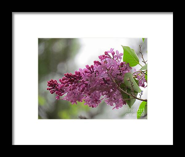 Flowers Framed Print featuring the photograph Lilacs by Lili Feinstein