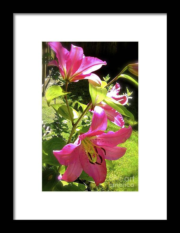 Flowers In The Garden Framed Print featuring the photograph Lilies in the garden by Sher Nasser