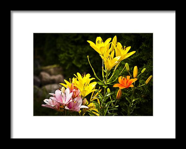 Blossom Framed Print featuring the photograph Lilies of the Garden by Christi Kraft
