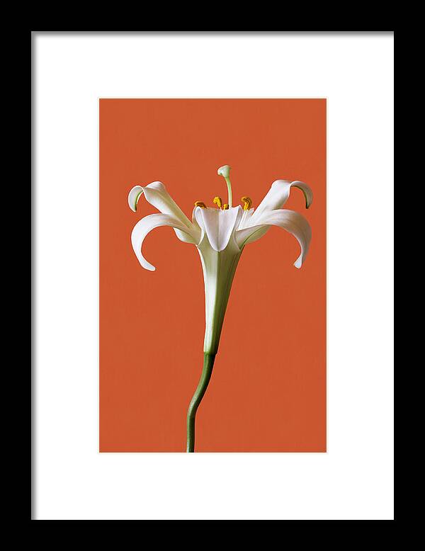 Stamens Framed Print featuring the photograph White Lily by Marina Kojukhova