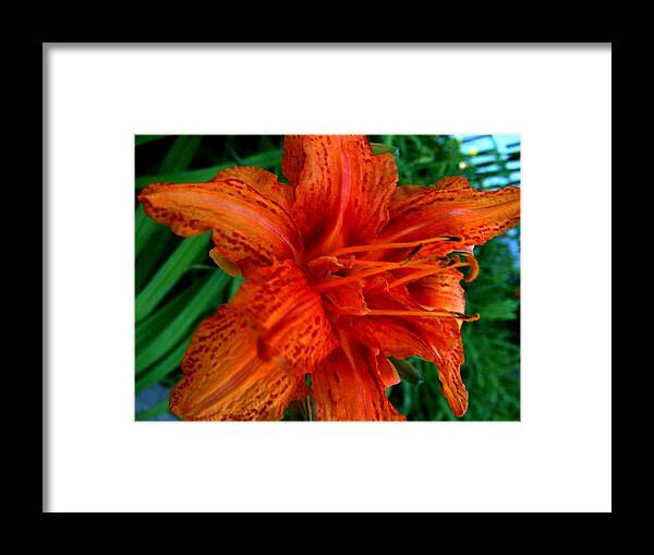 Lillie Framed Print featuring the photograph Lillie 4 by Mark Malitz