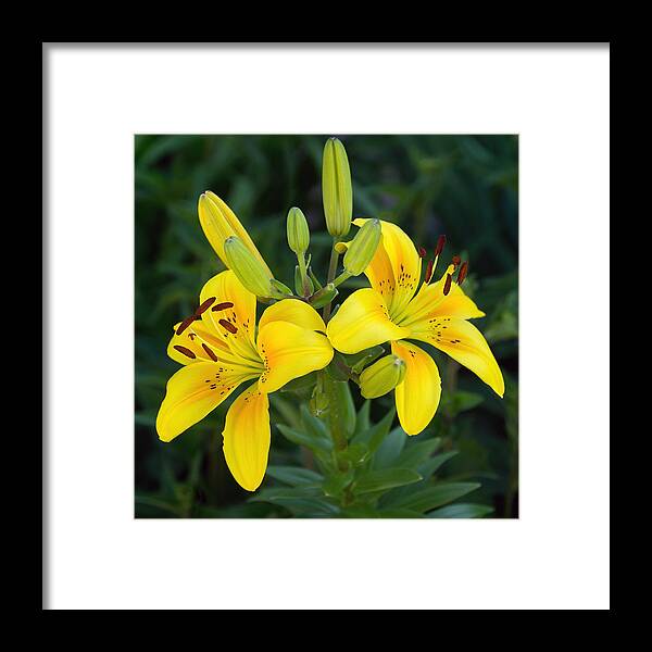 Lily Framed Print featuring the photograph Lillies in Yellow Close-up by Leda Robertson