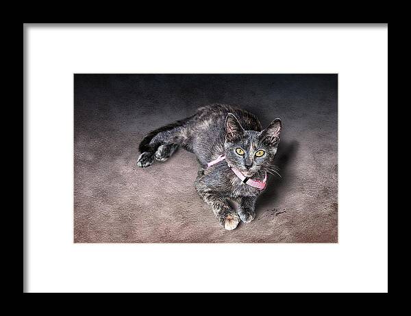 Cat Framed Print featuring the painting Lilly by Charlie Roman