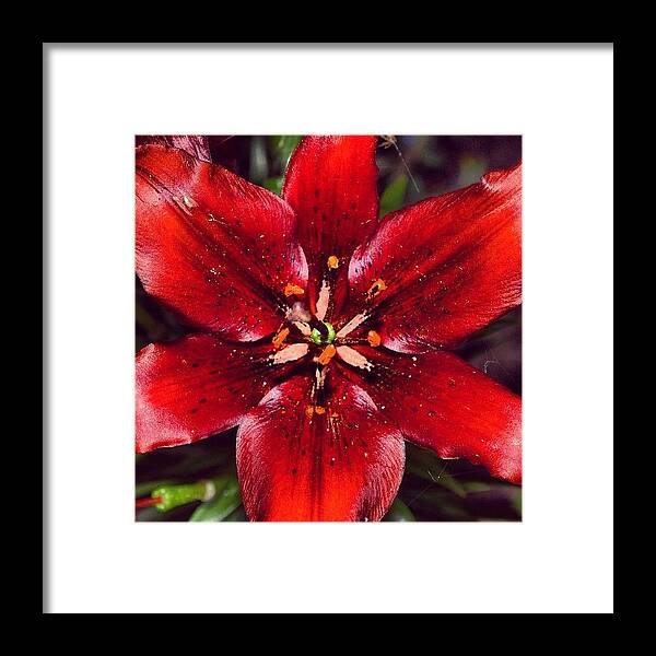 Flower Framed Print featuring the photograph Lilly by Jenna Lindquist