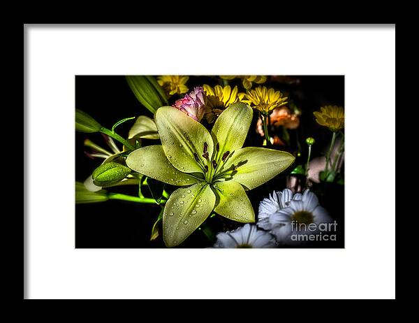 Blossom Framed Print featuring the photograph Lily by Adrian Evans