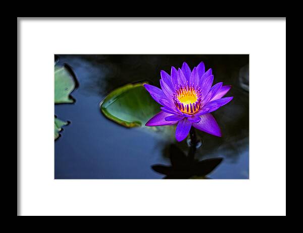 Lily Framed Print featuring the photograph Lily Awakens by Dave Files