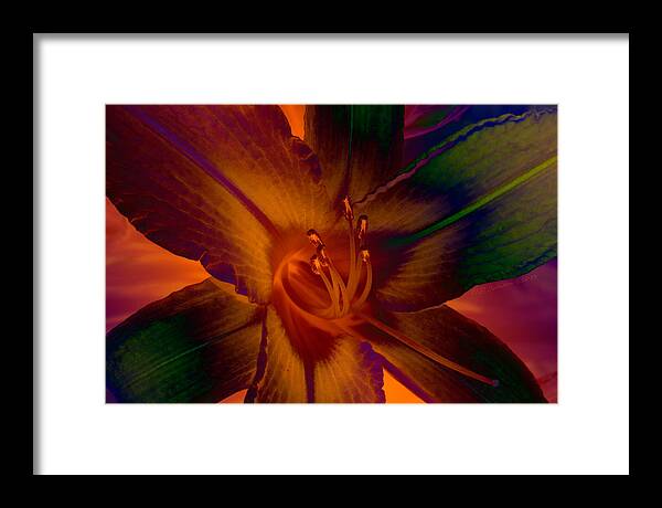 Lily Framed Print featuring the photograph Lily Colors by WB Johnston