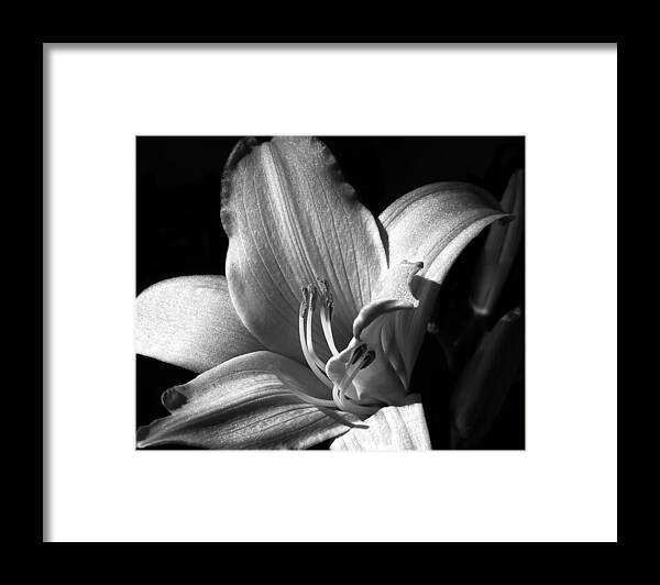 Lily Framed Print featuring the photograph Lily Glisten by Camille Lopez