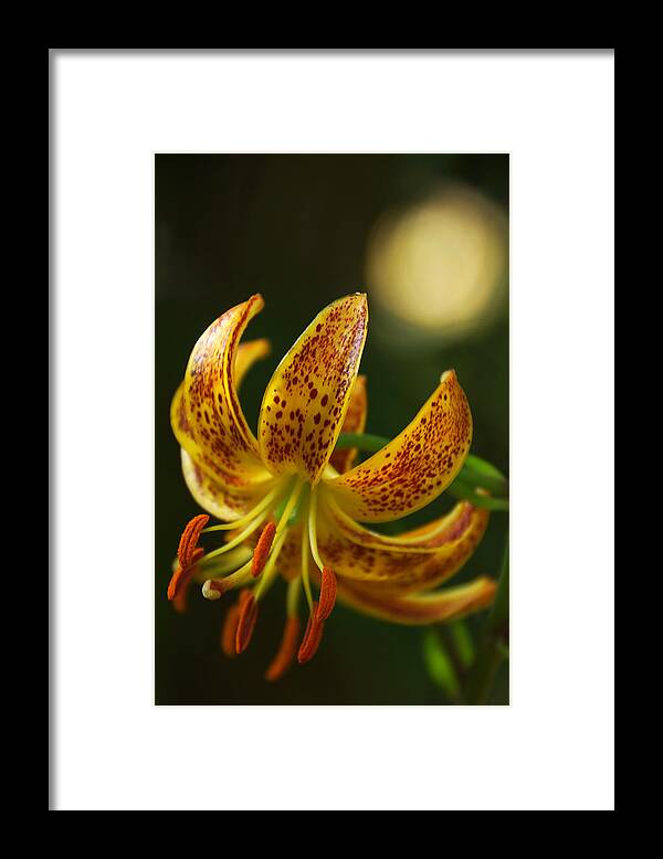 Lily Framed Print featuring the photograph Lily in Orange and Yellow by Leda Robertson