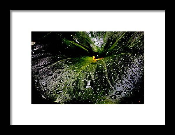Rain Drops Framed Print featuring the photograph Lily Leaf by Edward Hawkins II