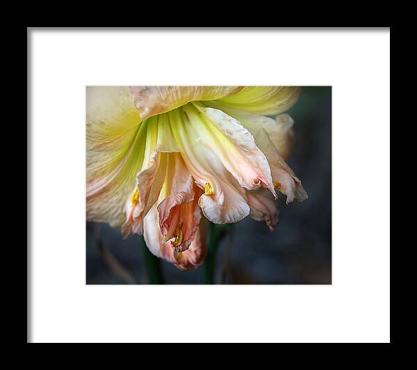 Flower Framed Print featuring the photograph Lily by M Kathleen Warren