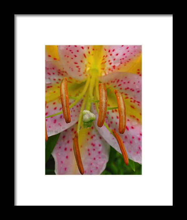 Lily Framed Print featuring the photograph Lily Macro by Juergen Roth