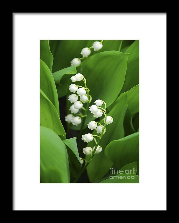 Lily Framed Print featuring the photograph Lily-of-the-valley by Elena Elisseeva