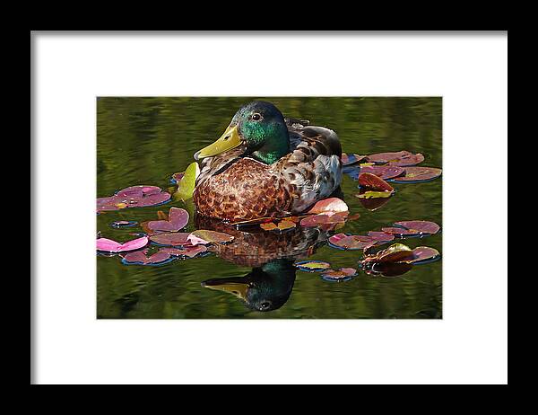 Mallard Framed Print featuring the photograph Lily Pad Lounger by Leda Robertson