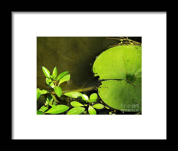 Lily Pad Framed Print featuring the photograph Lily Pad by Robyn King