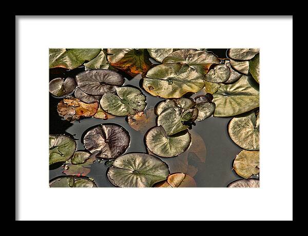 Bill Kesler Photography Framed Print featuring the photograph Lily Pads by Bill Kesler
