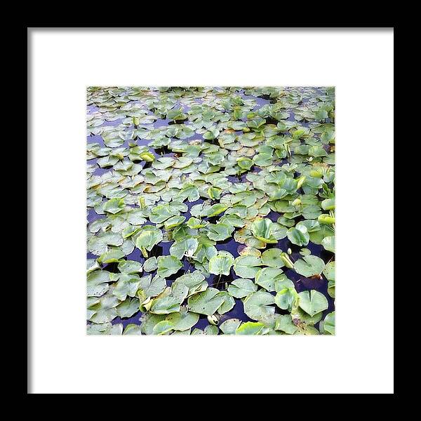 Lilypads Framed Print featuring the photograph Lily Pads On Wirth Lake #lilypads by Betsy Nelson