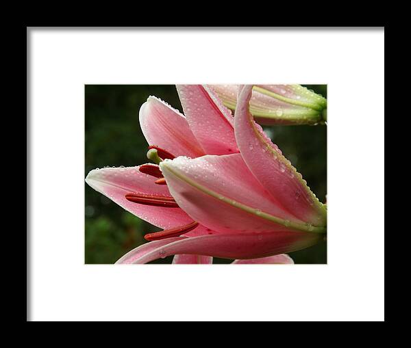 Lily Framed Print featuring the photograph Lily Pink Summer Showers by Dianne Cowen Cape Cod Photography