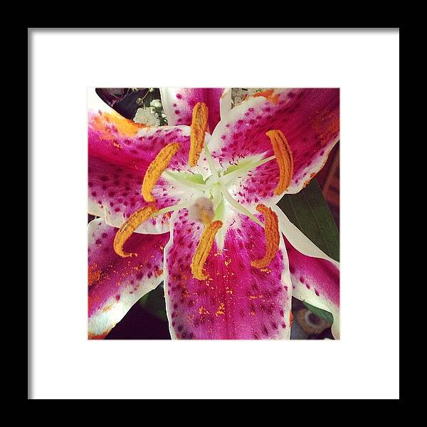 Pink Framed Print featuring the photograph #lily #pinklily #flower #bloom #pink by Amber Campanaro