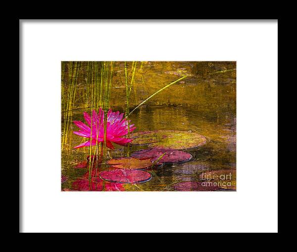 Marcia Lee Jones Framed Print featuring the photograph Lily Pond by Marcia Lee Jones