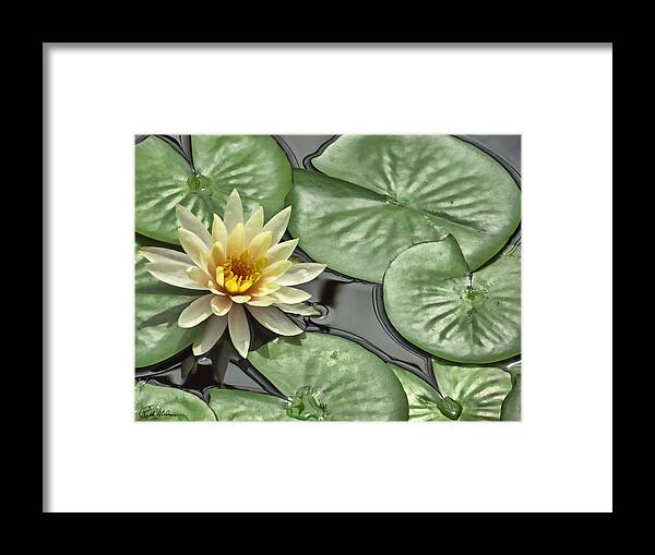 Lily Framed Print featuring the photograph Lily Pond by Richard Stedman