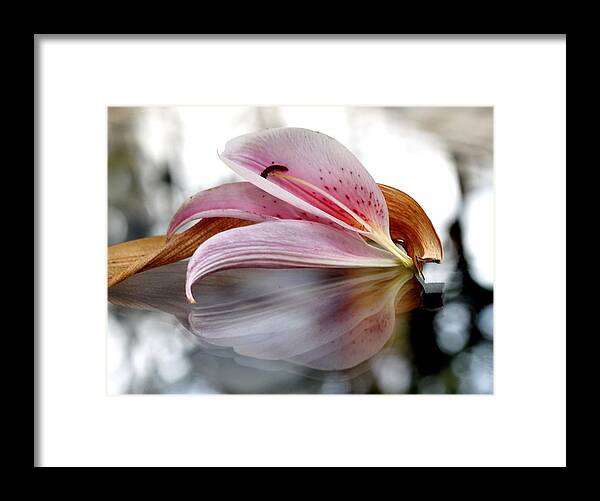 Lily Framed Print featuring the photograph Lily Reassembled by Andrea Lazar