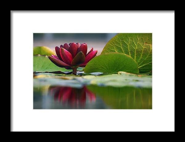 Water Lily Framed Print featuring the photograph Lily Reflections 3 by Leda Robertson