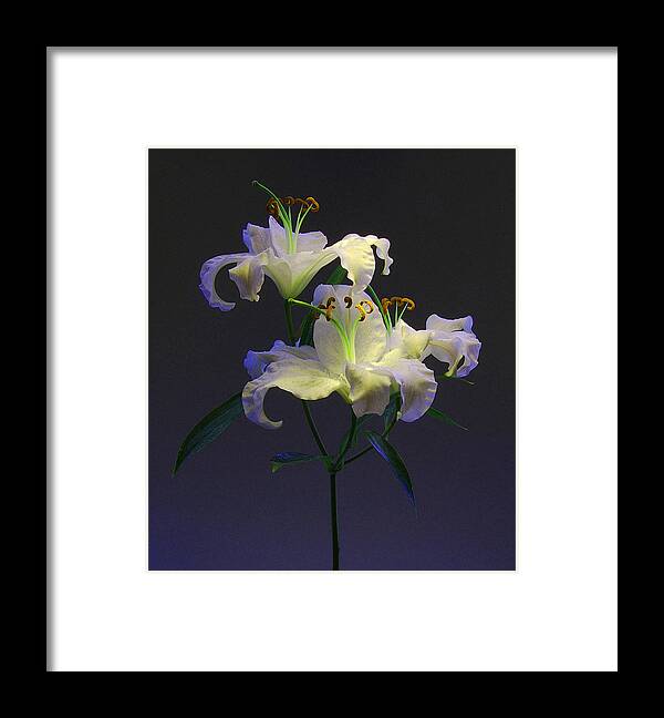 Flowers Framed Print featuring the photograph Lily Variation #05 by Richard Wiggins