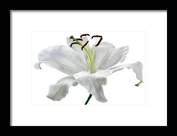 Lily Framed Print featuring the photograph Lily White. by Terence Davis
