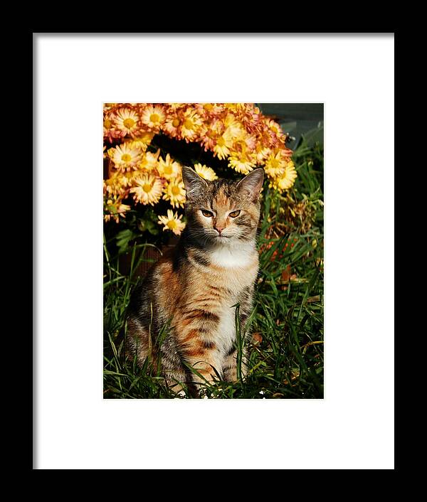 Cat Framed Print featuring the photograph LILY with Harvest Mums by VLee Watson