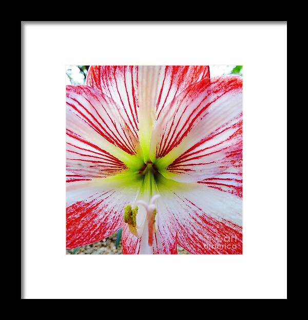 Bestseller Framed Print featuring the photograph Lily Wow by D Hackett