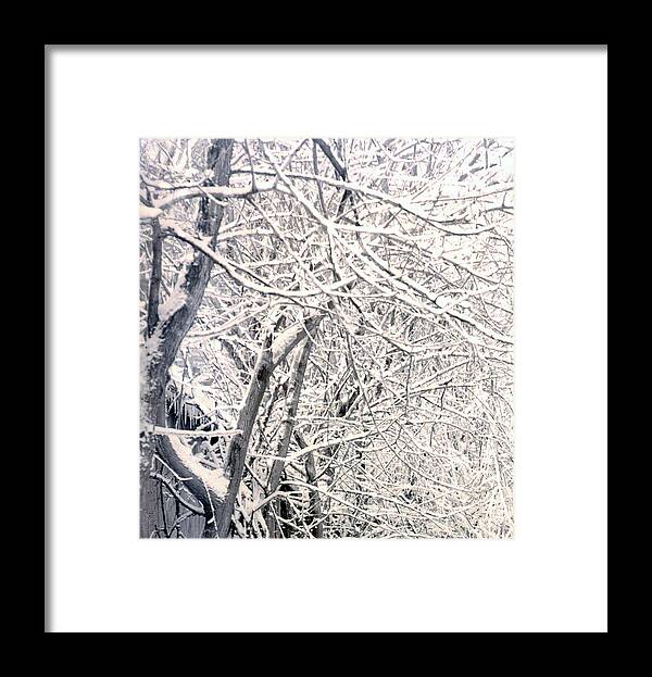 Tree Limbs Framed Print featuring the photograph Limbs Covered With Snow by William Haggart
