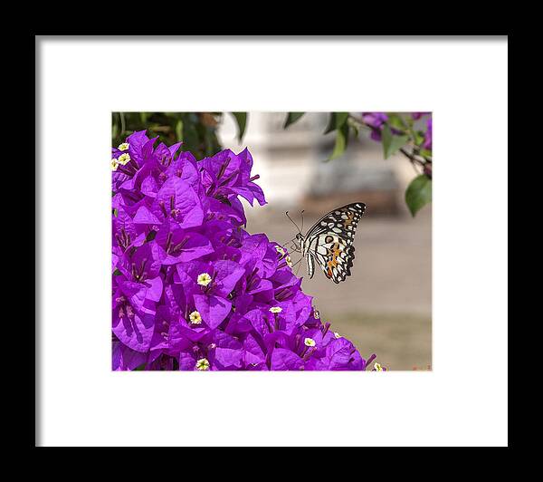 Bangkok Framed Print featuring the photograph Lime Butterfly Papilio demoleus DTHN0173 by Gerry Gantt