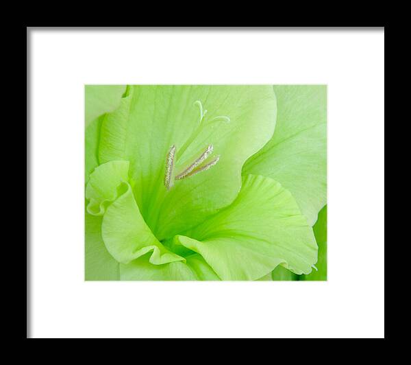 Close Up Framed Print featuring the photograph Lime Sherbet by David and Carol Kelly