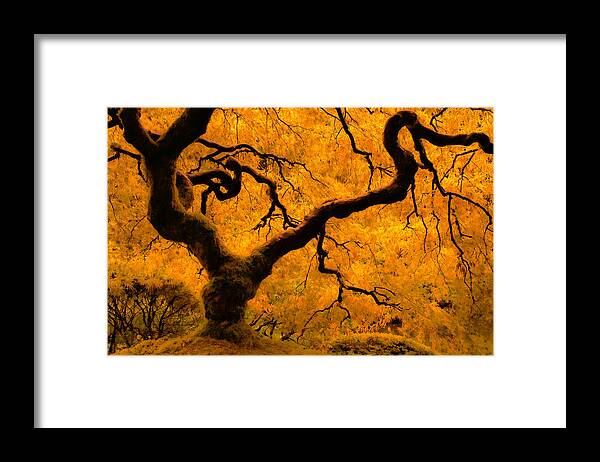 Asian Framed Print featuring the photograph Limned in Light by Don Schwartz