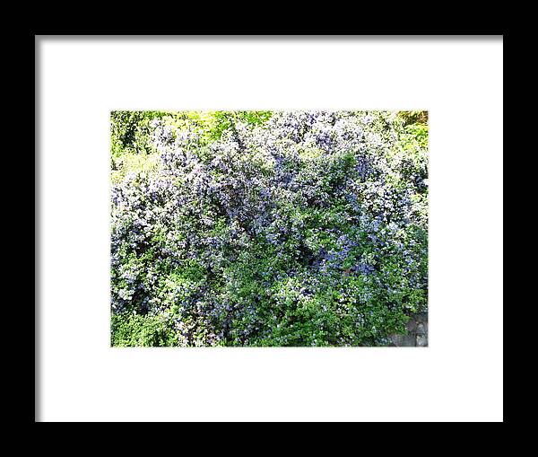 Nature Framed Print featuring the photograph Lincoln Park In Bloom by David Trotter