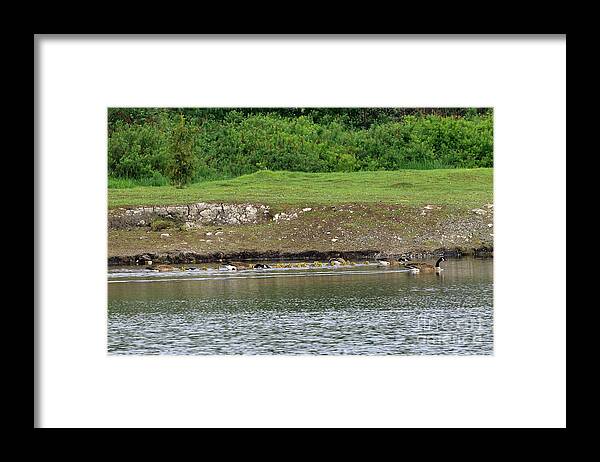 Canada Geese Framed Print featuring the photograph Line Dance by Sharon Talson