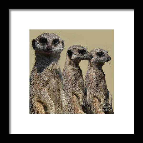 Three Framed Print featuring the photograph Line dancing meerkats - simples by Paul Davenport