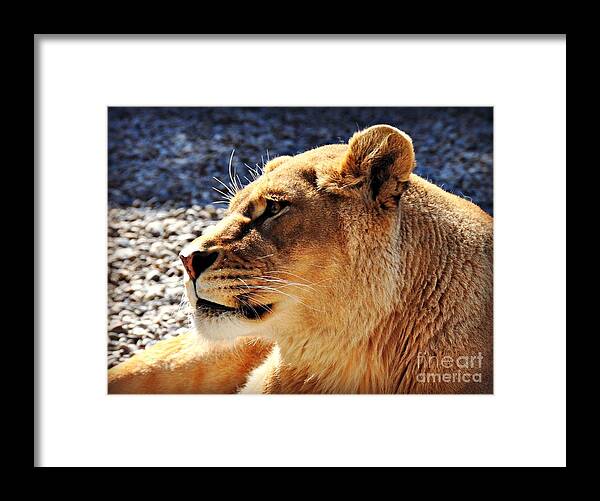 Lion Framed Print featuring the photograph Lion Daydreams by Mindy Bench