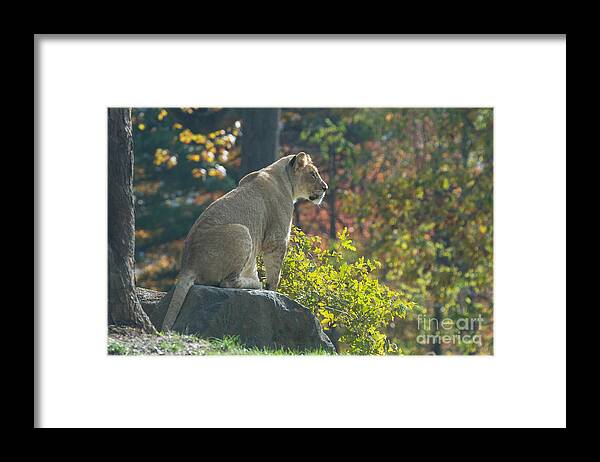 Lion Framed Print featuring the photograph Lion in Autumn by Chris Scroggins