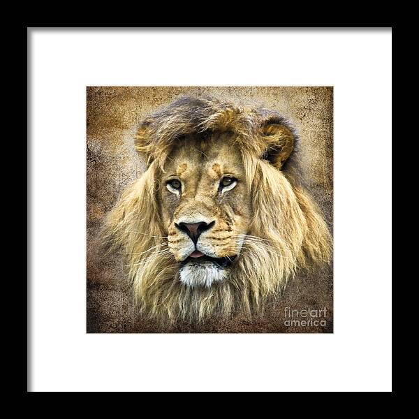 Wildlife Framed Print featuring the photograph Lion King by Steve McKinzie