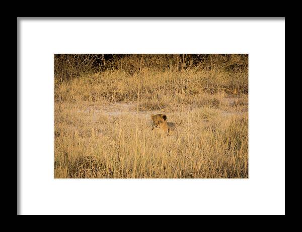 Grass Framed Print featuring the photograph Lion Puppy by Taken By Chrbhm