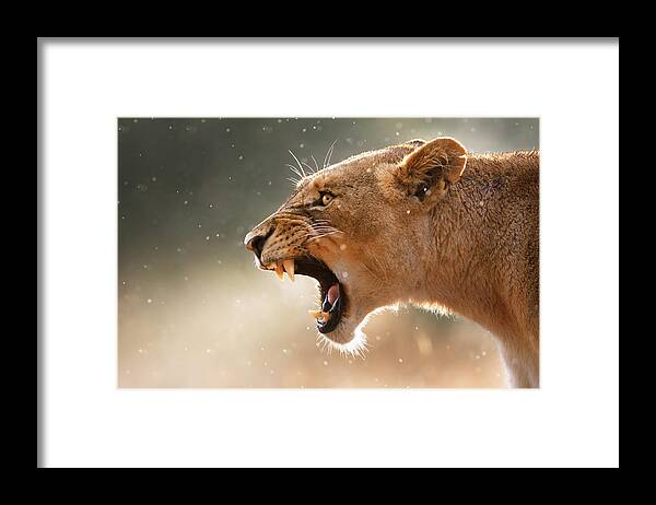 Lion Framed Print featuring the photograph Lioness displaying dangerous teeth in a rainstorm by Johan Swanepoel