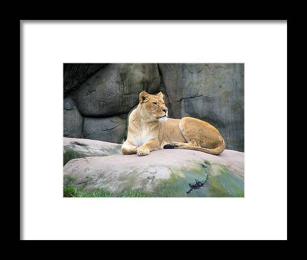 Lion Framed Print featuring the photograph Lioness by Lora R Fisher