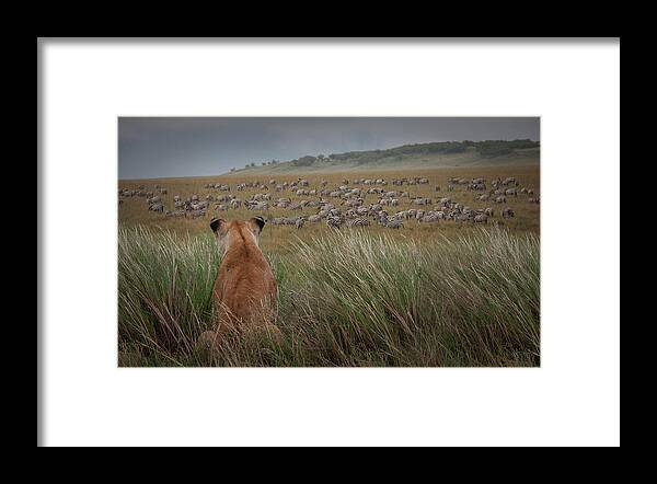 Kenya Framed Print featuring the photograph Lioness Panthera Leo Watching Zebras by Buena Vista Images