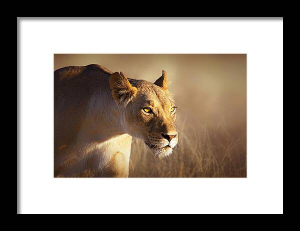 #faatoppicks Framed Print featuring the photograph Lioness portrait-1 by Johan Swanepoel