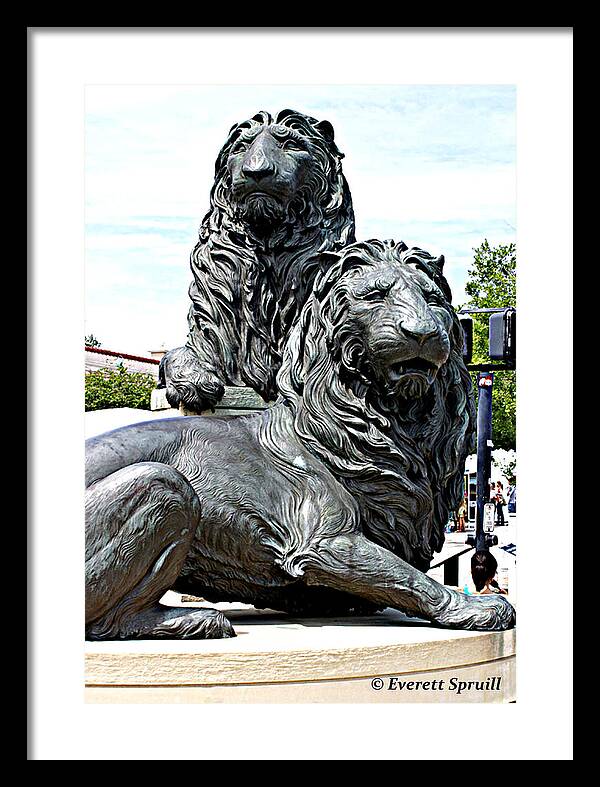 Everett Spruill Framed Print featuring the photograph Lions of Marco Island by Everett Spruill