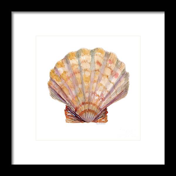 Shell Framed Print featuring the painting Lion's Paw Shell by Amy Kirkpatrick