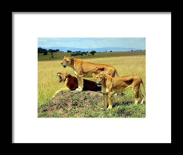 Lions Framed Print featuring the photograph Lions Resting at Masai Mara Game Reserve in Kenya by Paul James Bannerman